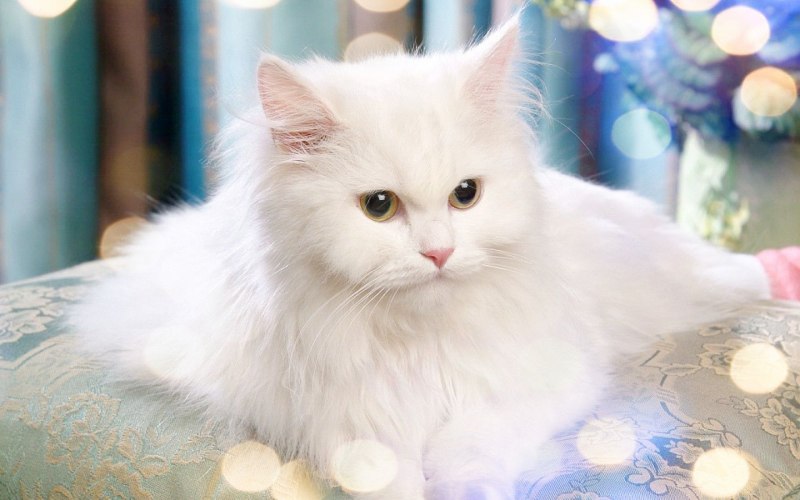 Персидская шиншилла