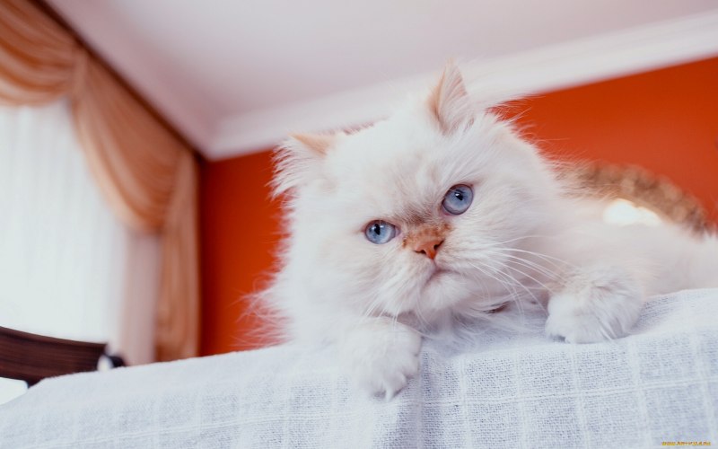 Белый персидский кот