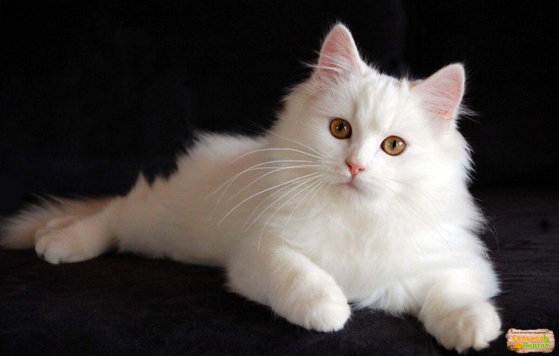 Сибирская кошка белая