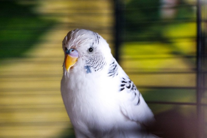 Белый волнистый попугай (61 фото)