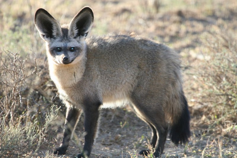 Otocyon megalotis