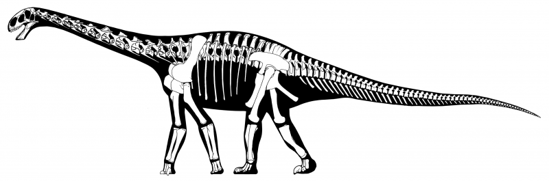 Cetiosaurus Oxoniensis