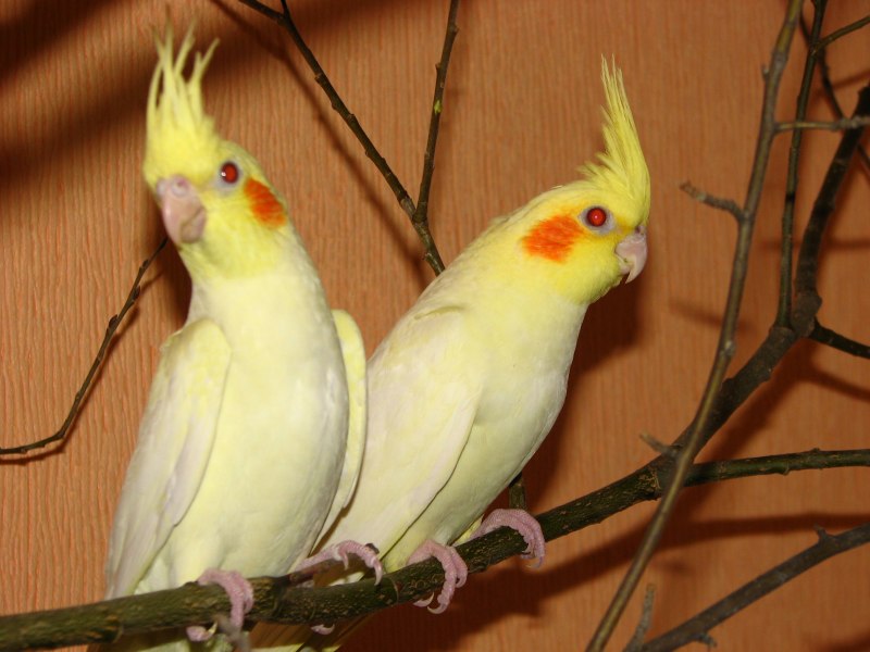 Корелла латино