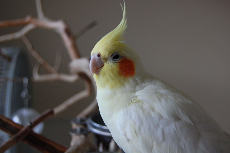 Корелла желтый