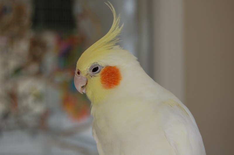 Корелла желтый