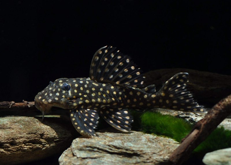 Baryancistrus xanthellus