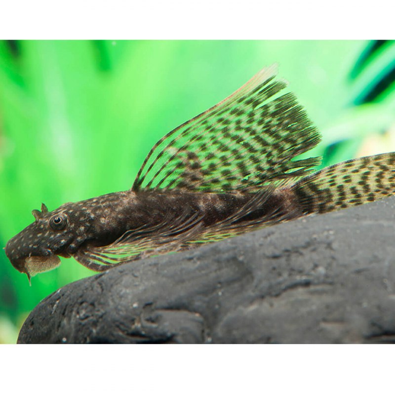 Ancistrus tamboensis