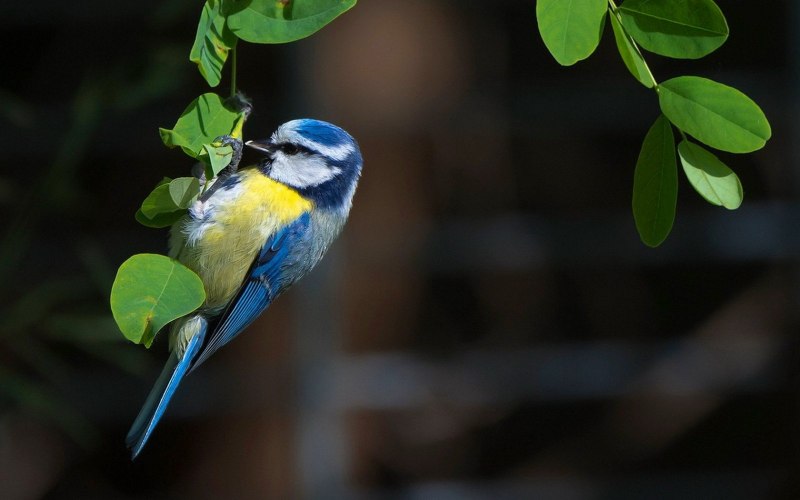 Лазоревка (cyanistes caeruleus)