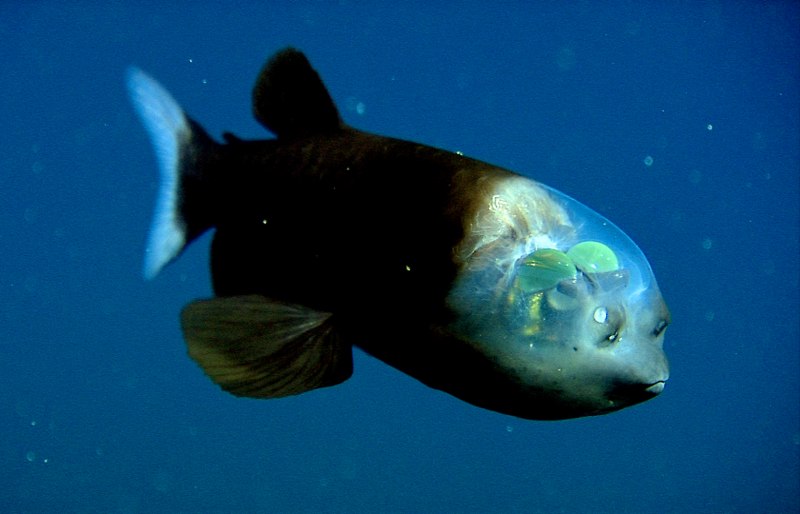 Barreleye Fish рыба