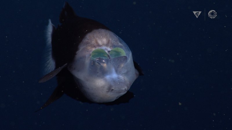 Barreleye рыба