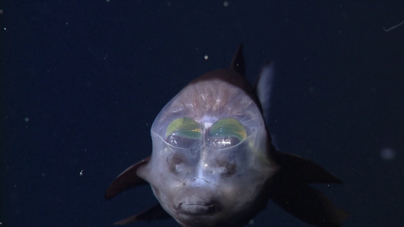 Opisthoproctus soleatus