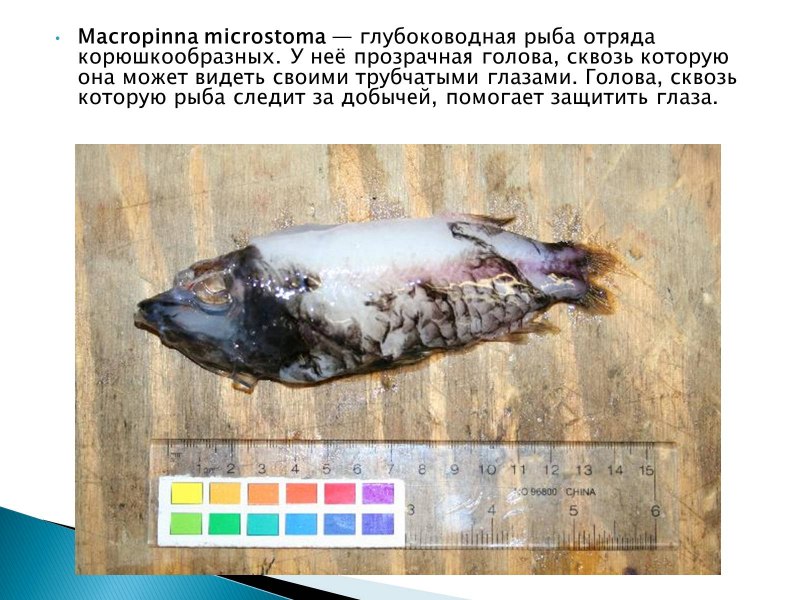 Морской обитатель малоротая макропинна