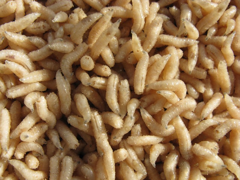 Личинки мясных мух опарыши
