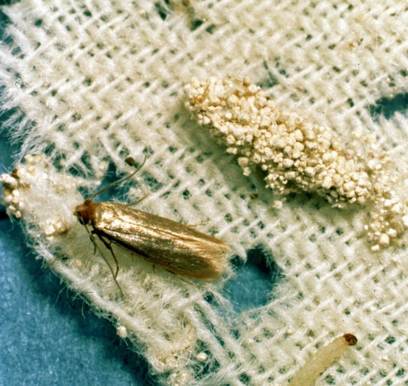 Платяная моль (Tineola bisselliella)