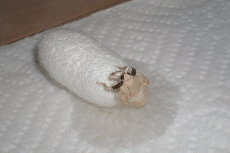 Яблонная Муха личинка Larva