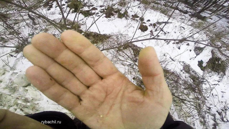 Личинка полынной моли