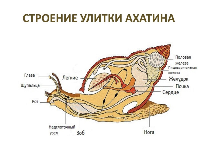 Мартенсит решетка оцт
