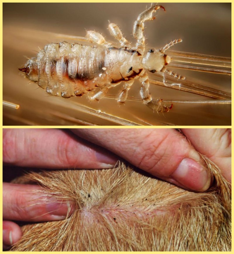 Головная вошь (Pediculus humanus capitis)