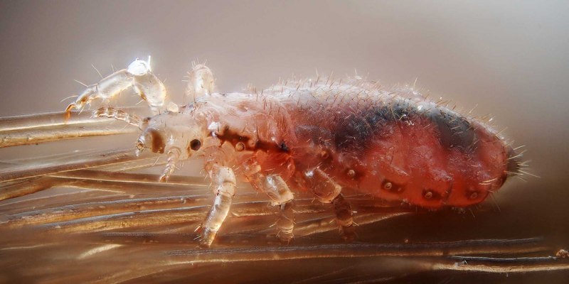 Головная вошь (Pediculus humanus capitis)