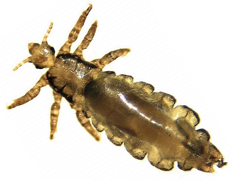 Pediculus humanus строение