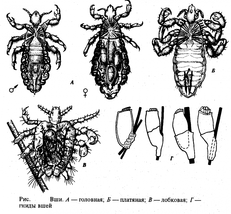 Головная вошь (Pediculus humanus capitis)
