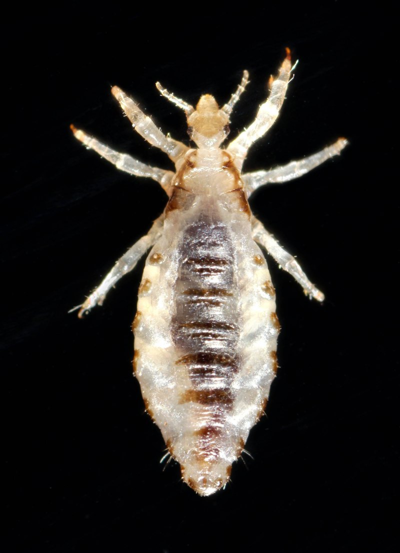 Головная вошь (Pediculus humanus capitis)