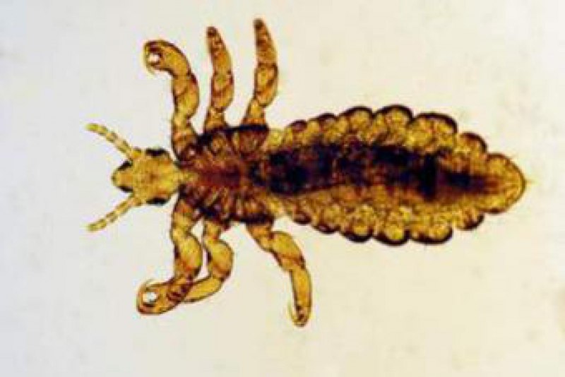 Pediculus humanus humanus самец