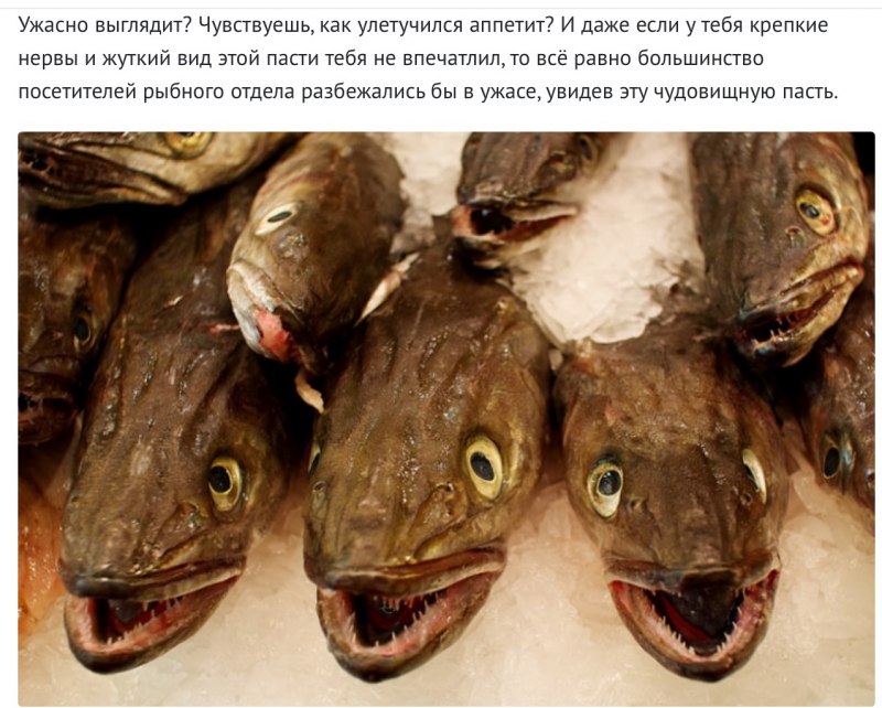 Merluccius capensis