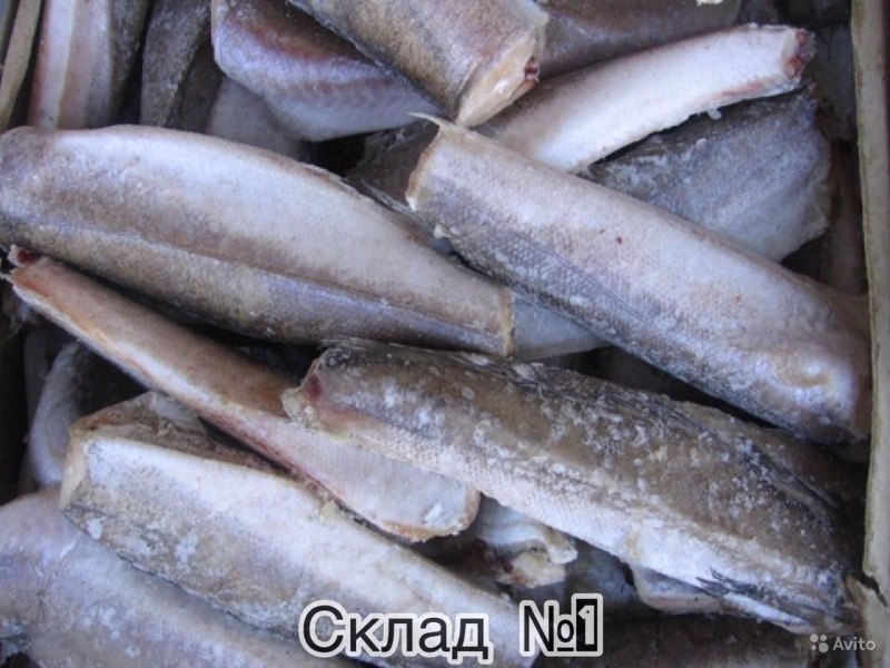Хек мерлуза