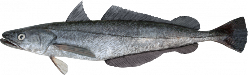 Рыбья морда