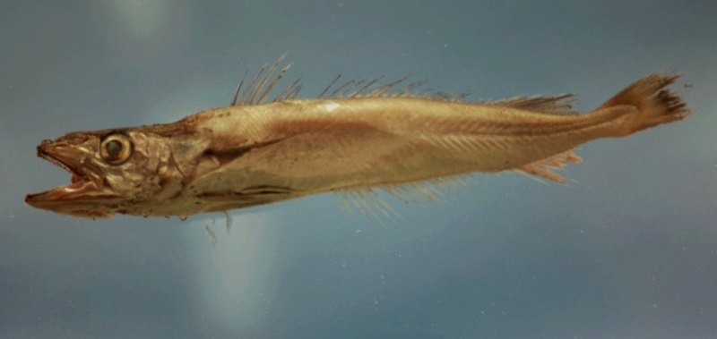 Merluccius Merluccius (Linnaeus, 1758)