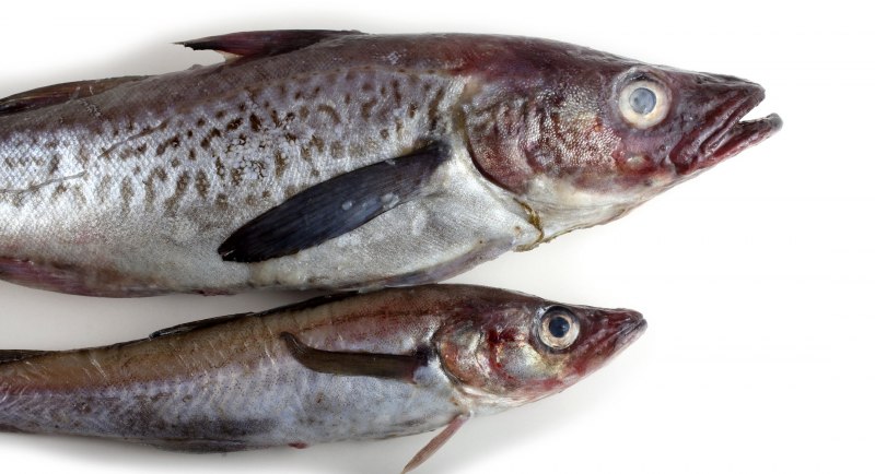 Минтай Alaska Pollock