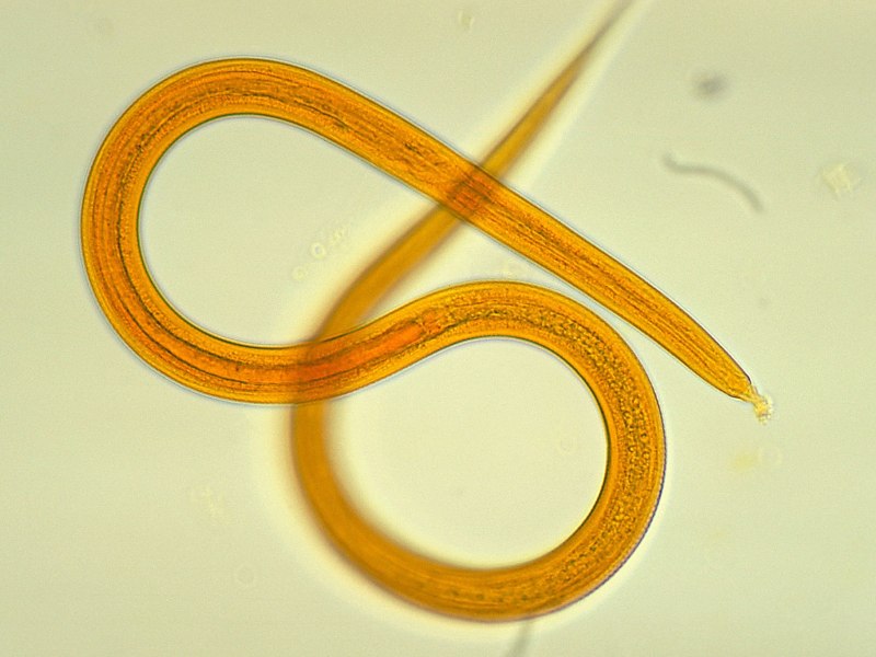 Нематод strongyloides stercoralis
