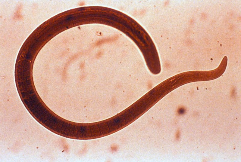 Нематода Caenorhabditis elegans