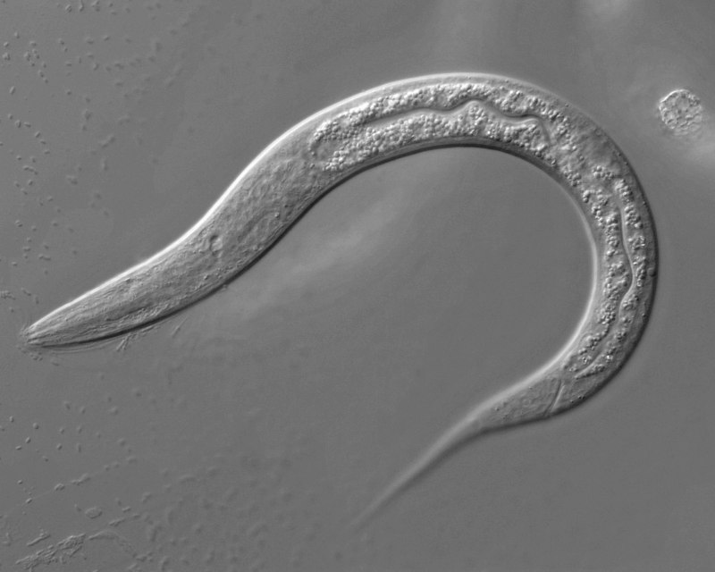 Черви Caenorhabditis elegans