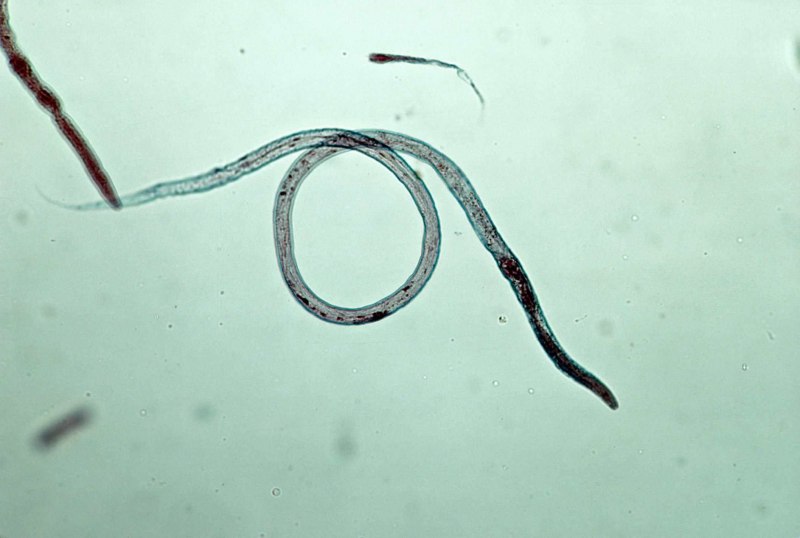 Паразиты strongyloides stercoralis, necator americanus