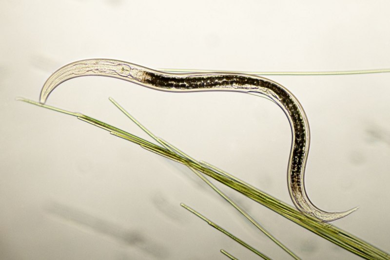 Нематода Caenorhabditis elegans