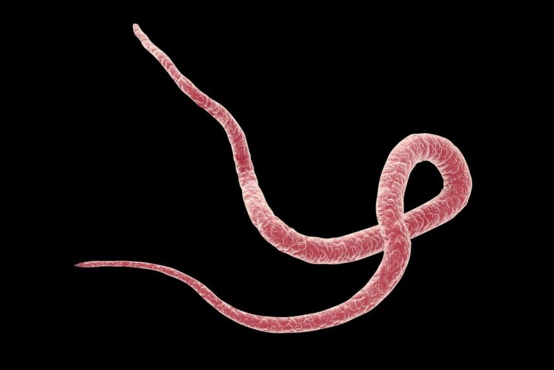 Круглый червь Caenorhabditis elegans