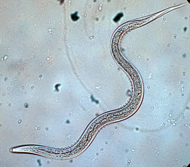 Круглый червь Caenorhabditis elegans