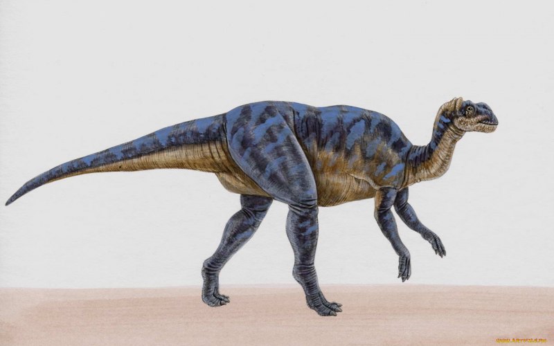 Wing Crown Anchisaurus