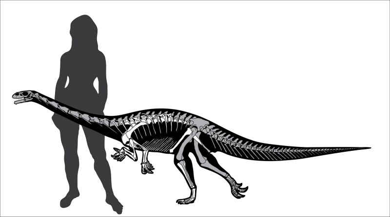 Зауроподоморф Glacialisaurus