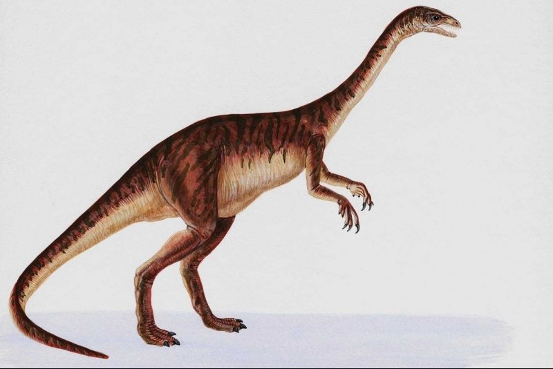 Анхизавр (Anchisaurus)