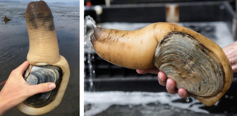 Whelk моллюск