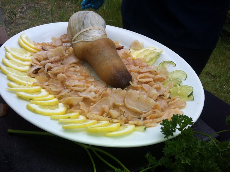 Морской гад похожий на фаллос