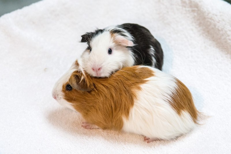 Cavia морская Свинка