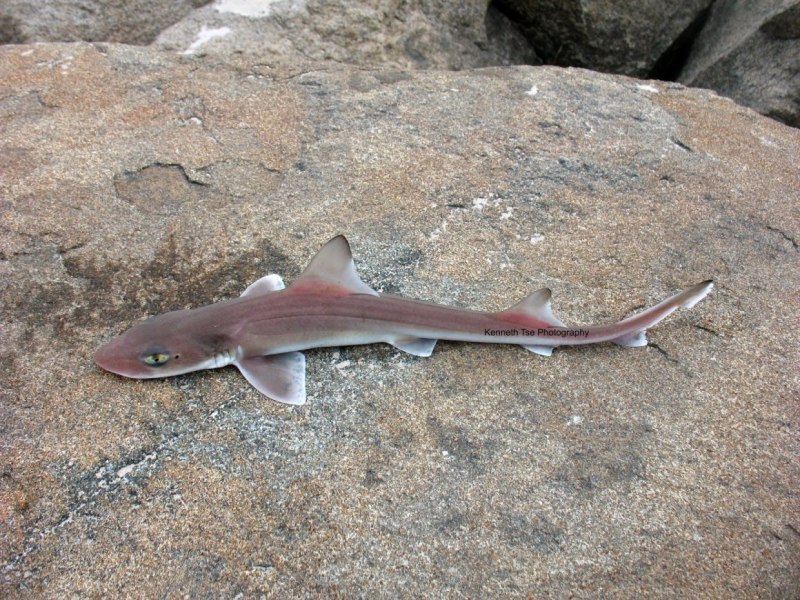 Mustelus Manazo
