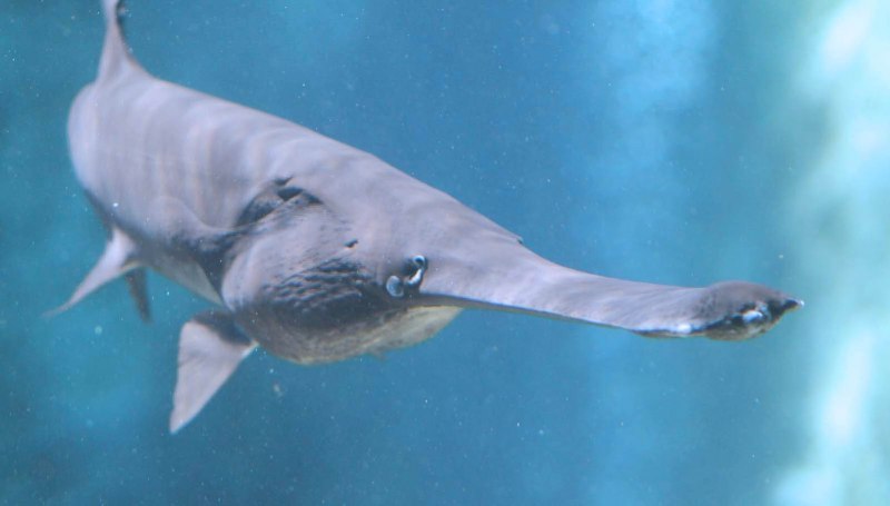 Isurus oxyrinchus акула мако
