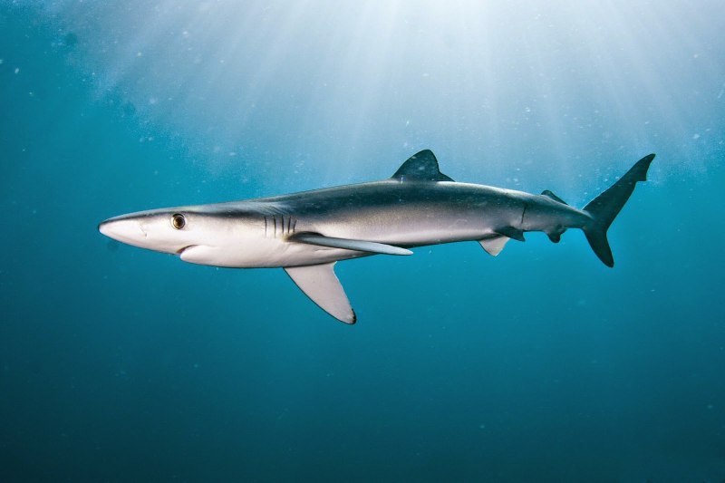 Carcharhinus amblyrhynchos