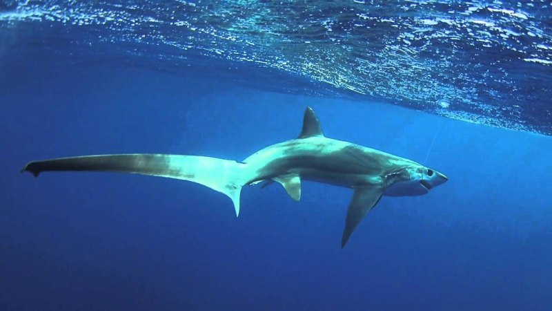 Chimaera monstrosa