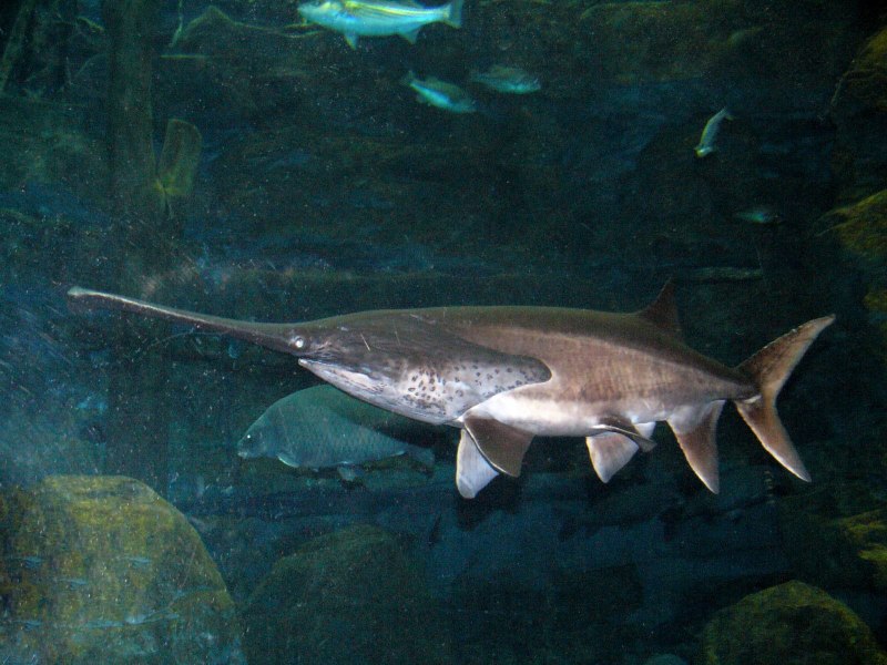 Hydrolagus barbouri